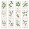 Craft Consortium The Herbarium - 6x6 Premium Paper Pad