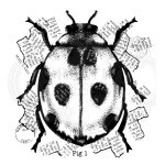 Woodware Clear Singles - Ladybird