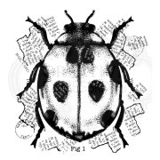 Woodware Clear Singles - Ladybird