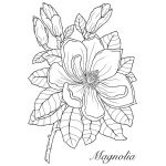Woodware Clear Singles - Magnolia